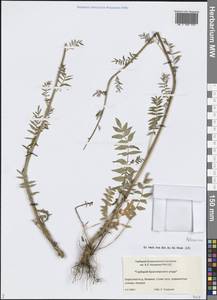 Polemonium, Siberia, Central Siberia (S3) (Russia)