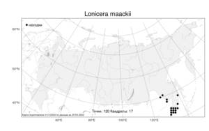 Lonicera maackii (Rupr.) Maxim., Atlas of the Russian Flora (FLORUS) (Russia)