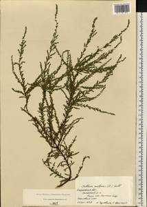 Calluna vulgaris (L.) Hull, Eastern Europe, Central region (E4) (Russia)