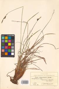 Carex soczavaeana Gorodkov, Siberia, Russian Far East (S6) (Russia)