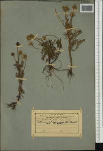 Tripleurospermum tetragonospermum (F. Schmidt) Pobed., Siberia, Russian Far East (S6) (Russia)
