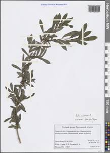 Salix purpurea L., Eastern Europe, North-Western region (E2) (Russia)