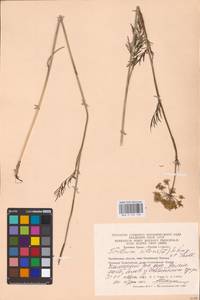 Silaum silaus (L.) Schinz & Thell., Eastern Europe, Eastern region (E10) (Russia)