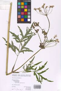 Heracleum sphondylium L., Eastern Europe, North-Western region (E2) (Russia)