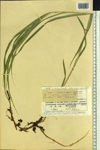 Carex sordida Van Heurck & Müll.Arg., Siberia, Chukotka & Kamchatka (S7) (Russia)