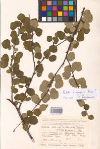 Betula intermedia var. intermedia, Eastern Europe, Northern region (E1) (Russia)