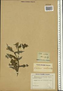 Carduus arabicus Jacq. ex Murray, Eastern Europe, South Ukrainian region (E12) (Ukraine)