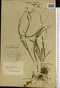 Lolium giganteum (L.) Darbysh., Eastern Europe, Central forest region (E5) (Russia)