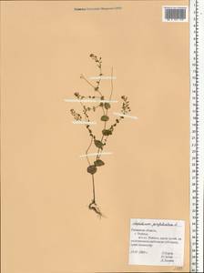Lepidium perfoliatum L., Eastern Europe, Central region (E4) (Russia)