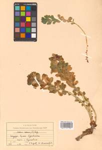 Rhodiola rosea L., Siberia, Russian Far East (S6) (Russia)