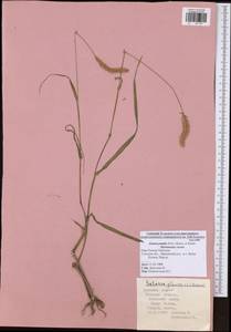 Setaria pumila (Poir.) Roem. & Schult., Eastern Europe, Central region (E4) (Russia)