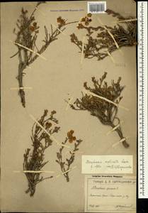 Atraphaxis replicata Lam., Crimea (KRYM) (Russia)