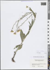 Bunias orientalis L., Eastern Europe, North-Western region (E2) (Russia)