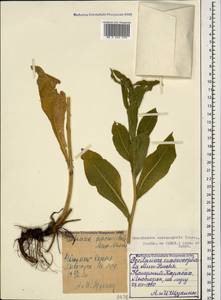 Centaurea macrocephala Muss. Puschk. ex Willd., Caucasus, Azerbaijan (K6) (Azerbaijan)