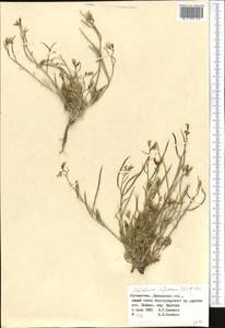 Strigosella africana (L.) Botsch., Middle Asia, Pamir & Pamiro-Alai (M2) (Uzbekistan)
