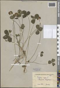 Trifolium repens L., Middle Asia, Syr-Darian deserts & Kyzylkum (M7) (Uzbekistan)