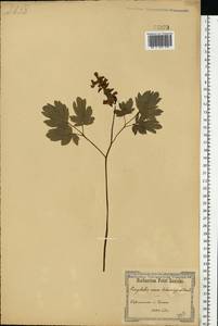 Corydalis cava (L.) Schweigg. & Körte, Eastern Europe, South Ukrainian region (E12) (Ukraine)
