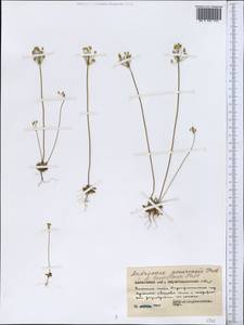 Androsace lactiflora Fisch. ex Willd., Middle Asia, Muyunkumy, Balkhash & Betpak-Dala (M9) (Kazakhstan)