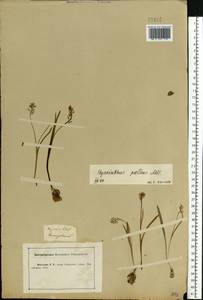 Muscari pallens (M.Bieb.) Fisch., Eastern Europe, Central forest-and-steppe region (E6) (Russia)