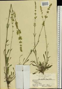 Silene borysthenica (Gruner) Walters, Eastern Europe, Central region (E4) (Russia)