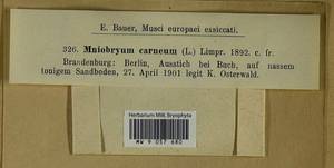 Pohlia melanodon (Brid.) A.J. Shaw, Bryophytes, Bryophytes - Western Europe (BEu) (Germany)