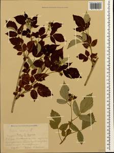 Rubus idaeus L., Caucasus, Krasnodar Krai & Adygea (K1a) (Russia)