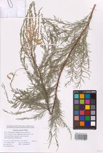 Tamarix gracilis Willd., Eastern Europe, Lower Volga region (E9) (Russia)