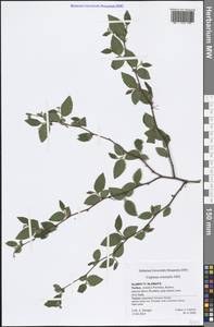 Carpinus orientalis Mill., South Asia, South Asia (Asia outside ex-Soviet states and Mongolia) (ASIA) (Turkey)