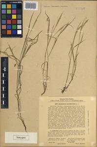 Alopecurus longiaristatus Maxim., South Asia, South Asia (Asia outside ex-Soviet states and Mongolia) (ASIA) (China)