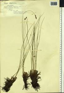 Carex meyeriana Kunth, Siberia, Russian Far East (S6) (Russia)