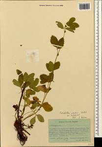 Potentilla elatior Willd. ex Schltdl., Caucasus, Stavropol Krai, Karachay-Cherkessia & Kabardino-Balkaria (K1b) (Russia)
