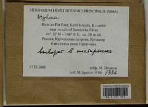 Bryhnia, Bryophytes, Bryophytes - Russian Far East (excl. Chukotka & Kamchatka) (B20) (Russia)