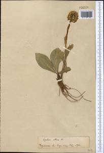 Ligularia alpigena Pojark., Middle Asia, Pamir & Pamiro-Alai (M2)