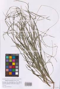 Digitaria ischaemum (Schreb.) Muhl., Eastern Europe, Moscow region (E4a) (Russia)