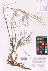 Astragalus astrachanicus Sytin & Laktionov, Eastern Europe, Lower Volga region (E9) (Russia)