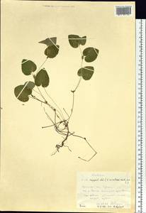 Viola ruppii All., Siberia, Central Siberia (S3) (Russia)