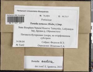 Tortella arctica (Arnell) Crundw. & Nyholm, Bryophytes, Bryophytes - Krasnoyarsk Krai, Tyva & Khakassia (B17) (Russia)