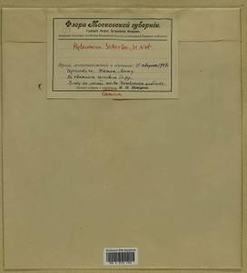 Pleurozium schreberi (Willd. ex Brid.) Mitt., Bryophytes, Bryophytes - Moscow City & Moscow Oblast (B6a) (Russia)