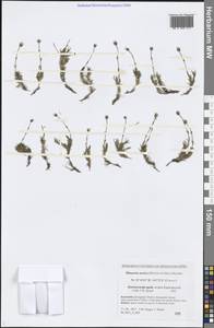 Cherleria arctica (Steven ex Ser.) A. J. Moore & Dillenb., Siberia, Chukotka & Kamchatka (S7) (Russia)