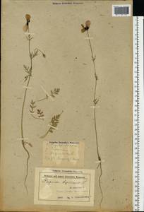 Roemeria argemone (L.) C. Morales, R. Mend. & Romero García, Eastern Europe, Belarus (E3a) (Belarus)