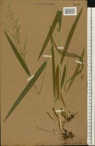 Milium effusum L., Eastern Europe, Central forest-and-steppe region (E6) (Russia)