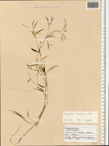 Ranunculus kauffmanii P. Clerc, Eastern Europe, Central forest region (E5) (Russia)