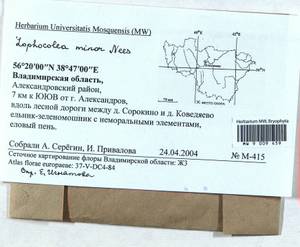 Lophocolea minor Nees, Bryophytes, Bryophytes - Middle Russia (B6) (Russia)