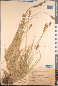 Carex divulsa Stokes, Middle Asia, Western Tian Shan & Karatau (M3) (Uzbekistan)