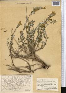 Scutellaria comosa Juz., Middle Asia, Western Tian Shan & Karatau (M3) (Kyrgyzstan)