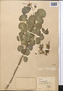 Populus euphratica Olivier, Middle Asia, Karakum (M6) (Turkmenistan)