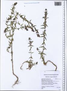 Odontites vulgaris, Middle Asia, Northern & Central Tian Shan (M4) (Kyrgyzstan)