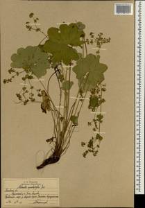 Alchemilla sarmatica Juz., Eastern Europe, Moscow region (E4a) (Russia)