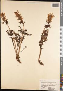 Pedicularis, Middle Asia, Pamir & Pamiro-Alai (M2) (Tajikistan)