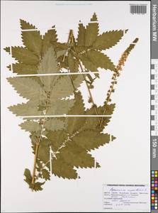 Agrimonia eupatoria L., Eastern Europe, Belarus (E3a) (Belarus)